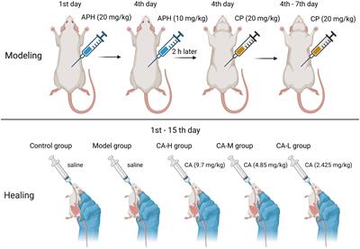 Serum, spleen metabolomics and gut microbiota reveals effect of catalpol on blood deficiency syndrome caused by cyclophosphamide and acetylphenylhydrazine